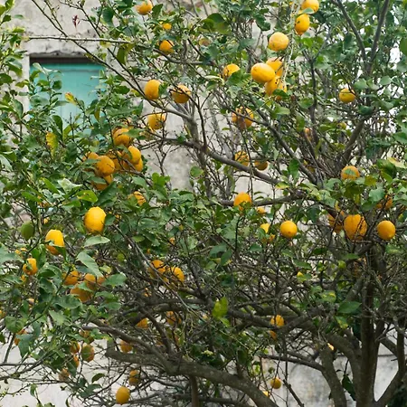 La Terrazza Sul Giardino *