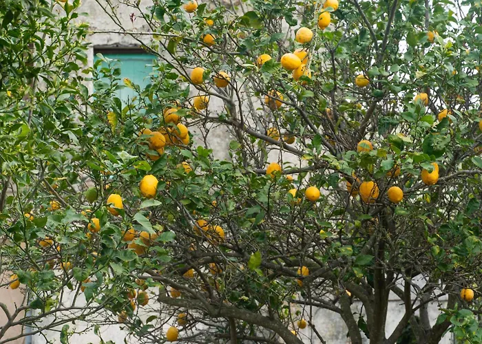 La Terrazza Sul Giardino *
